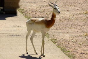Gazelle-hölgy vagy sahara gazelle - állat, gyönyörű névvel
